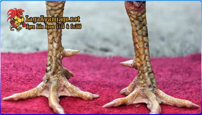 Detail Gambar Kaki Ayam Pukulan Mematikan Nomer 19