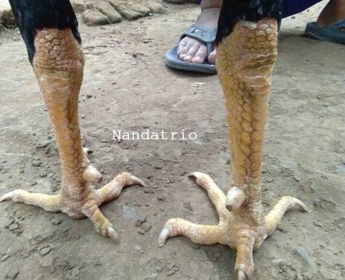 Detail Gambar Kaki Ayam Pukulan Mematikan Nomer 26