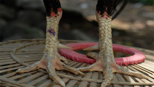 Detail Gambar Kaki Ayam Pukulan Mematikan Nomer 48