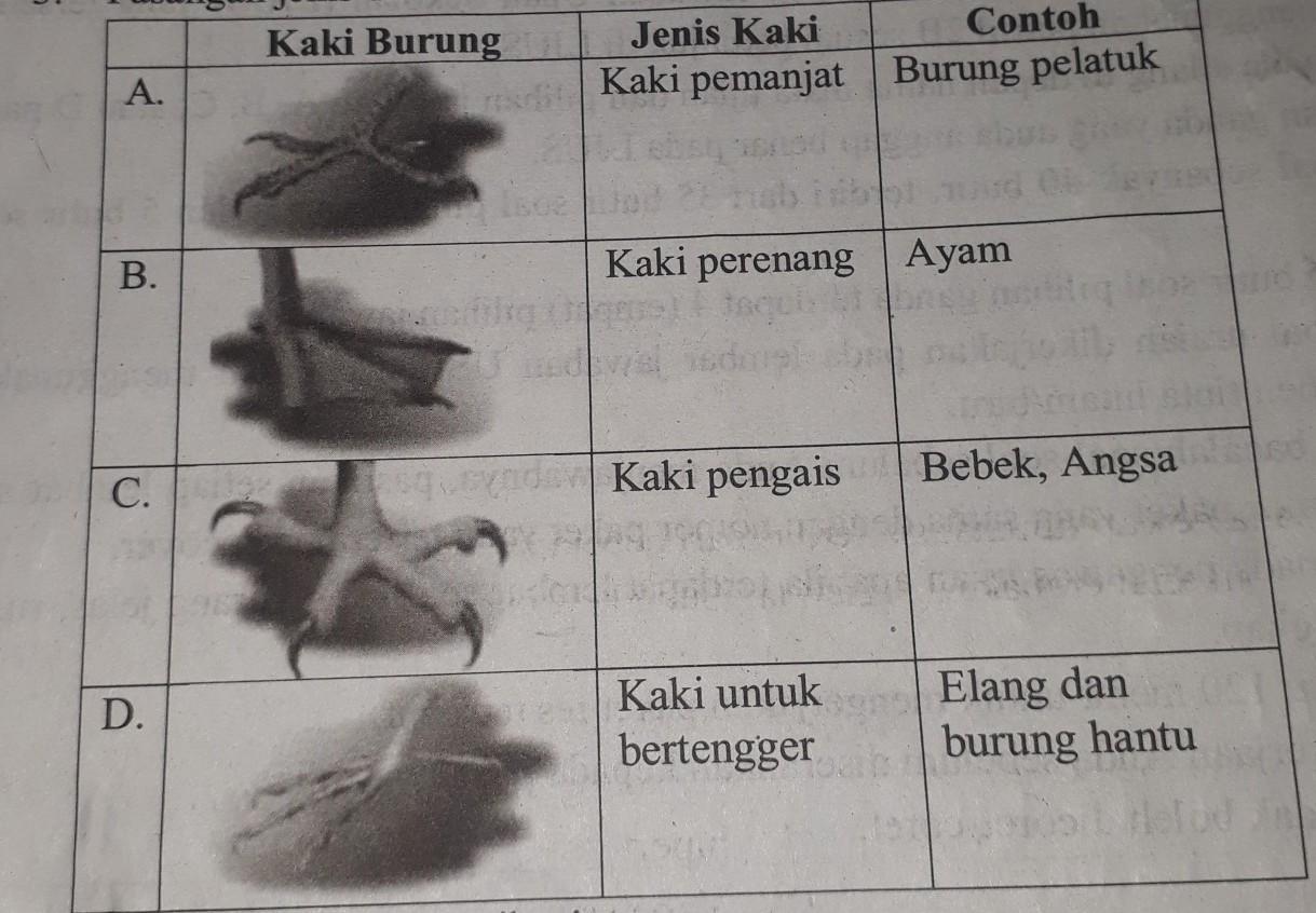 Detail Gambar Kaki Burung Nomer 11