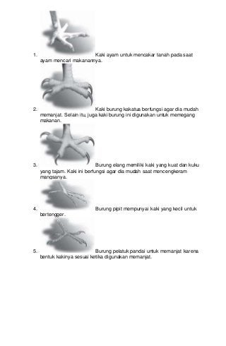 Download Gambar Kaki Burung Nomer 27