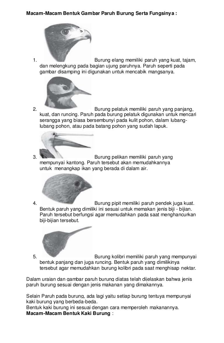 Detail Gambar Kaki Burung Pemakan Biji Bijian Nomer 12