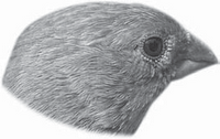 Detail Gambar Kaki Burung Pemakan Biji Bijian Nomer 3