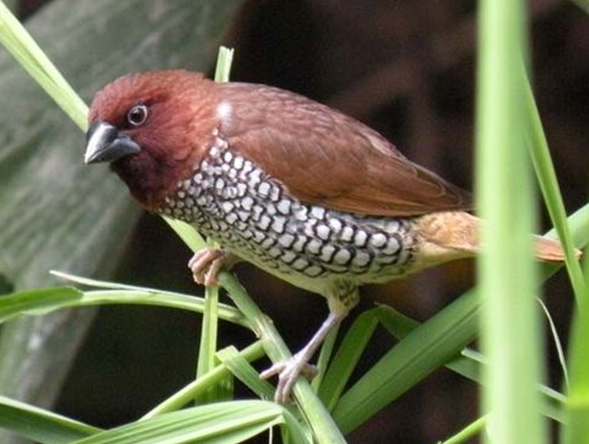 Detail Gambar Kaki Burung Pemakan Biji Bijian Nomer 23