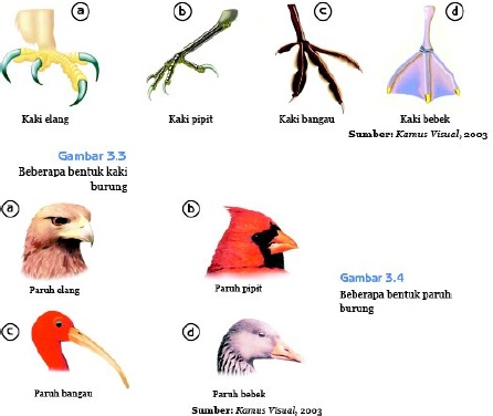 Detail Gambar Kaki Burung Pemakan Biji Bijian Nomer 30