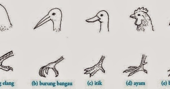 Detail Gambar Kaki Burung Pemakan Biji Bijian Nomer 40