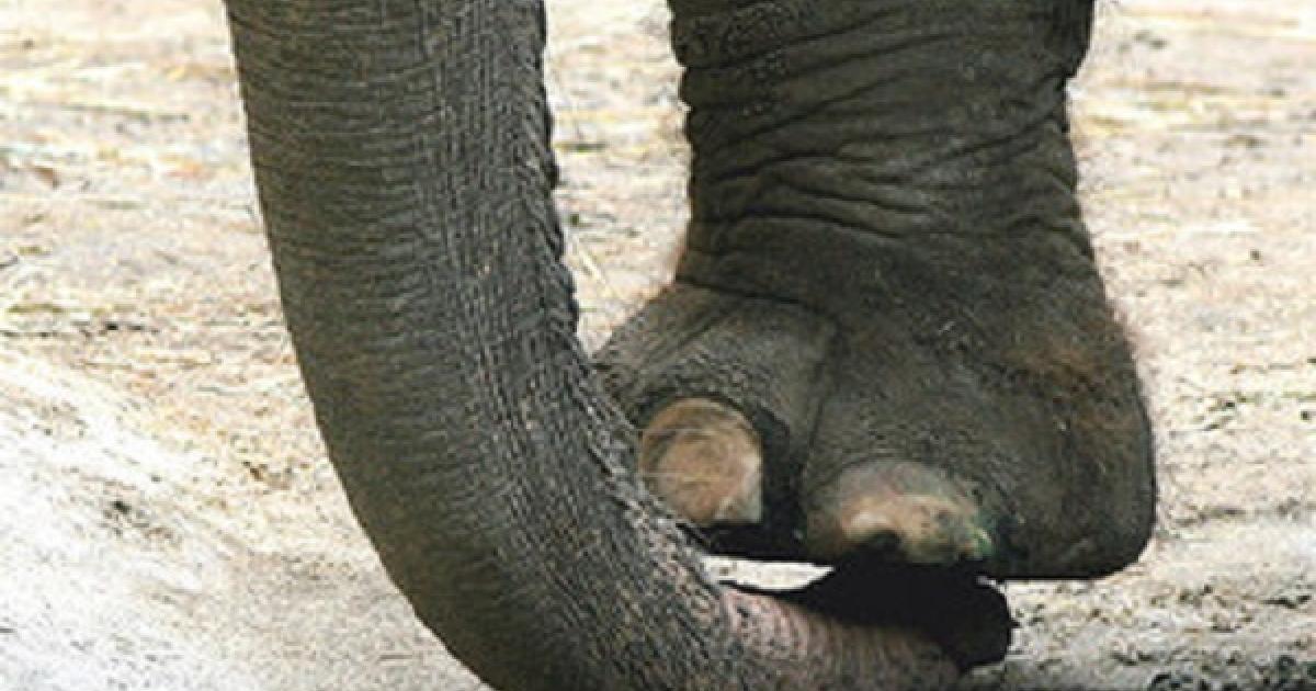 Detail Gambar Kaki Gajah Nomer 51