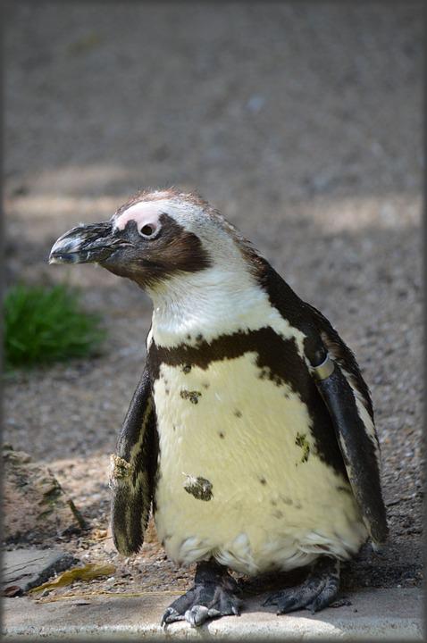 Detail Gambar Kaki Pinguin Nomer 2