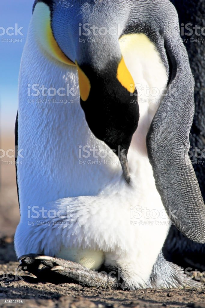 Detail Gambar Kaki Pinguin Nomer 10