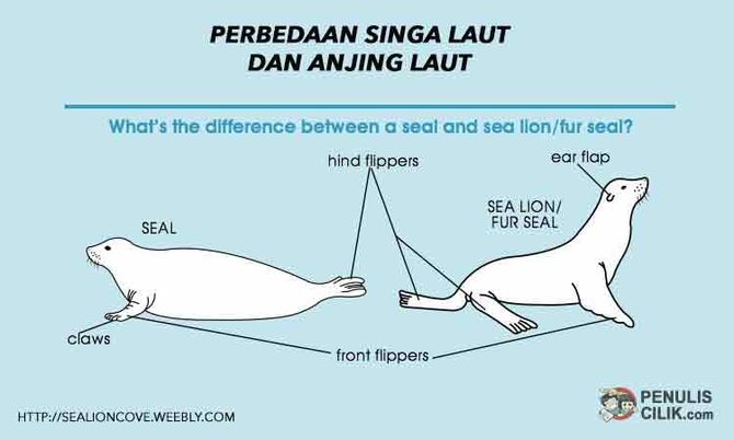 Detail Gambar Kaki Singa Laut Nomer 9