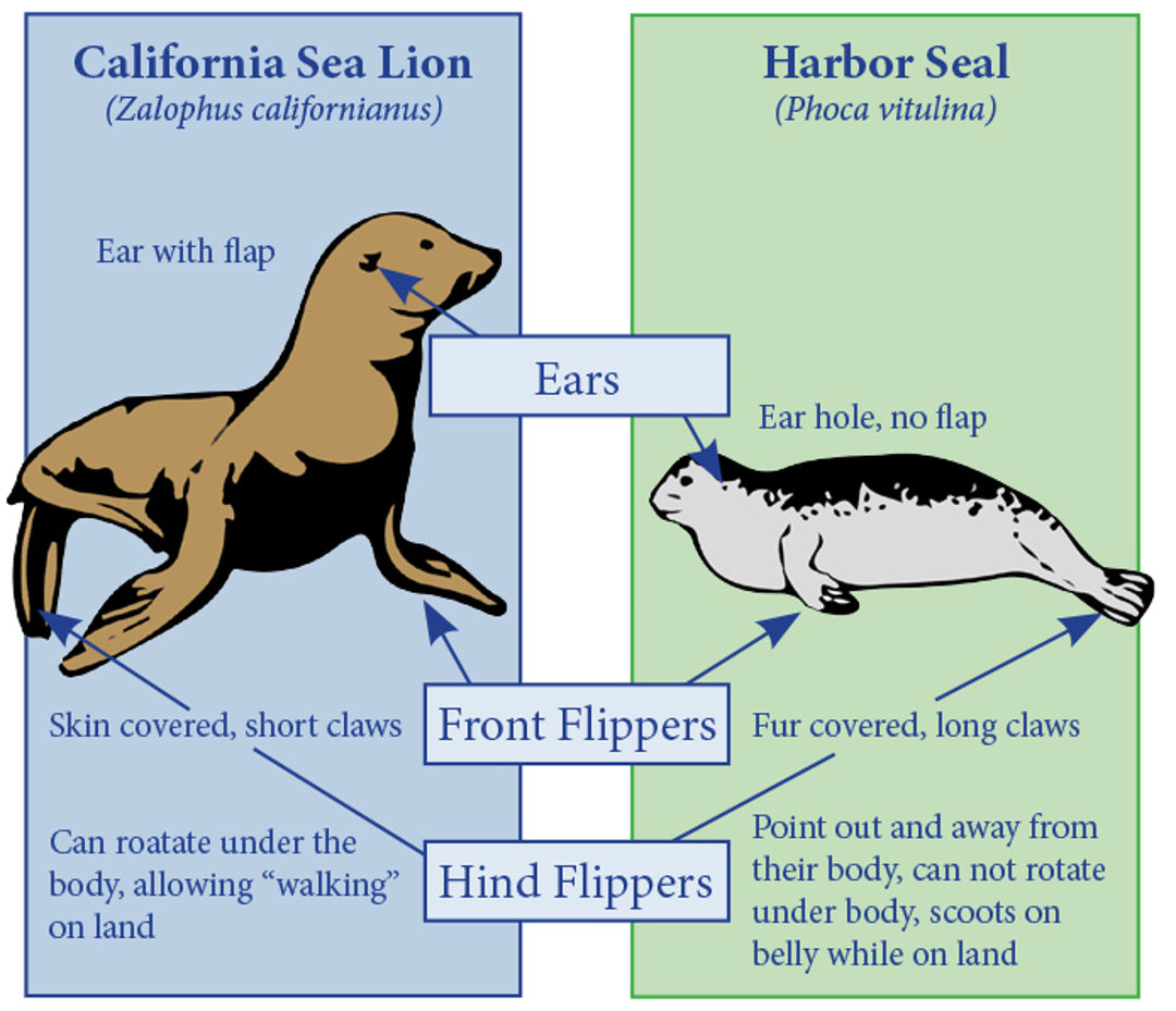 Detail Gambar Kaki Singa Laut Nomer 13