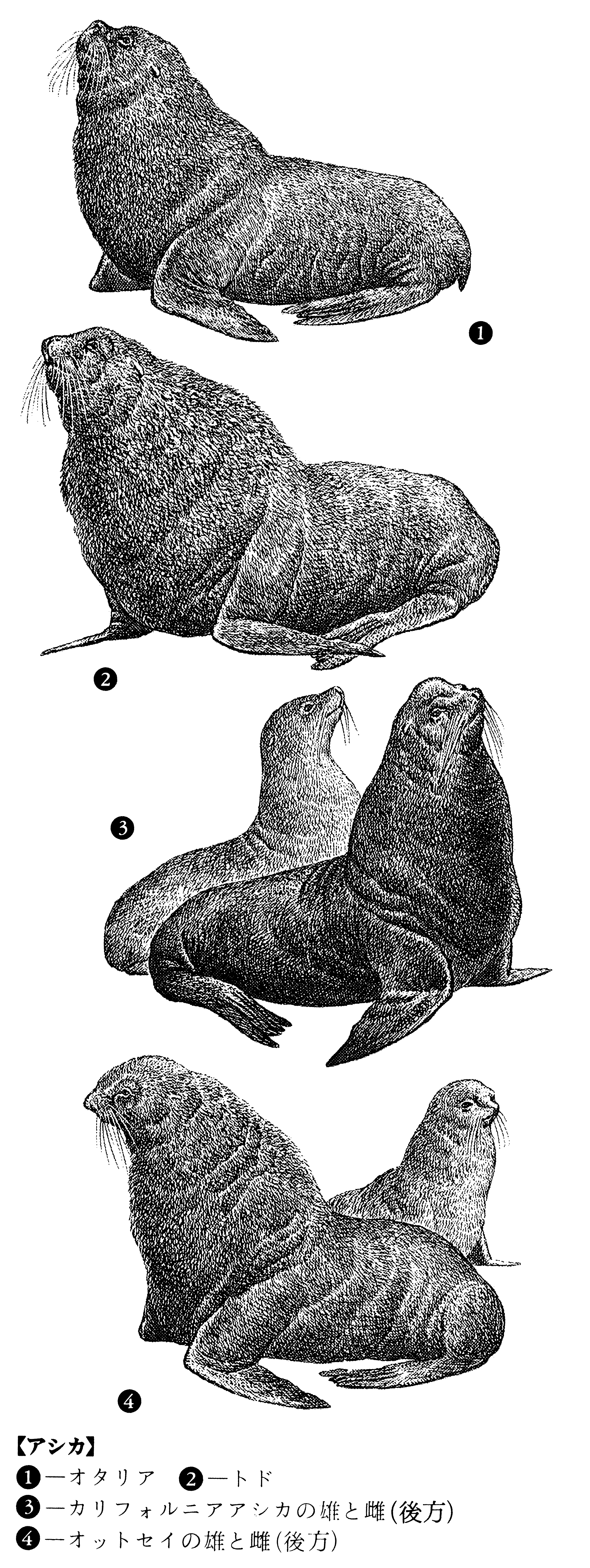 Detail Gambar Kaki Singa Laut Nomer 50