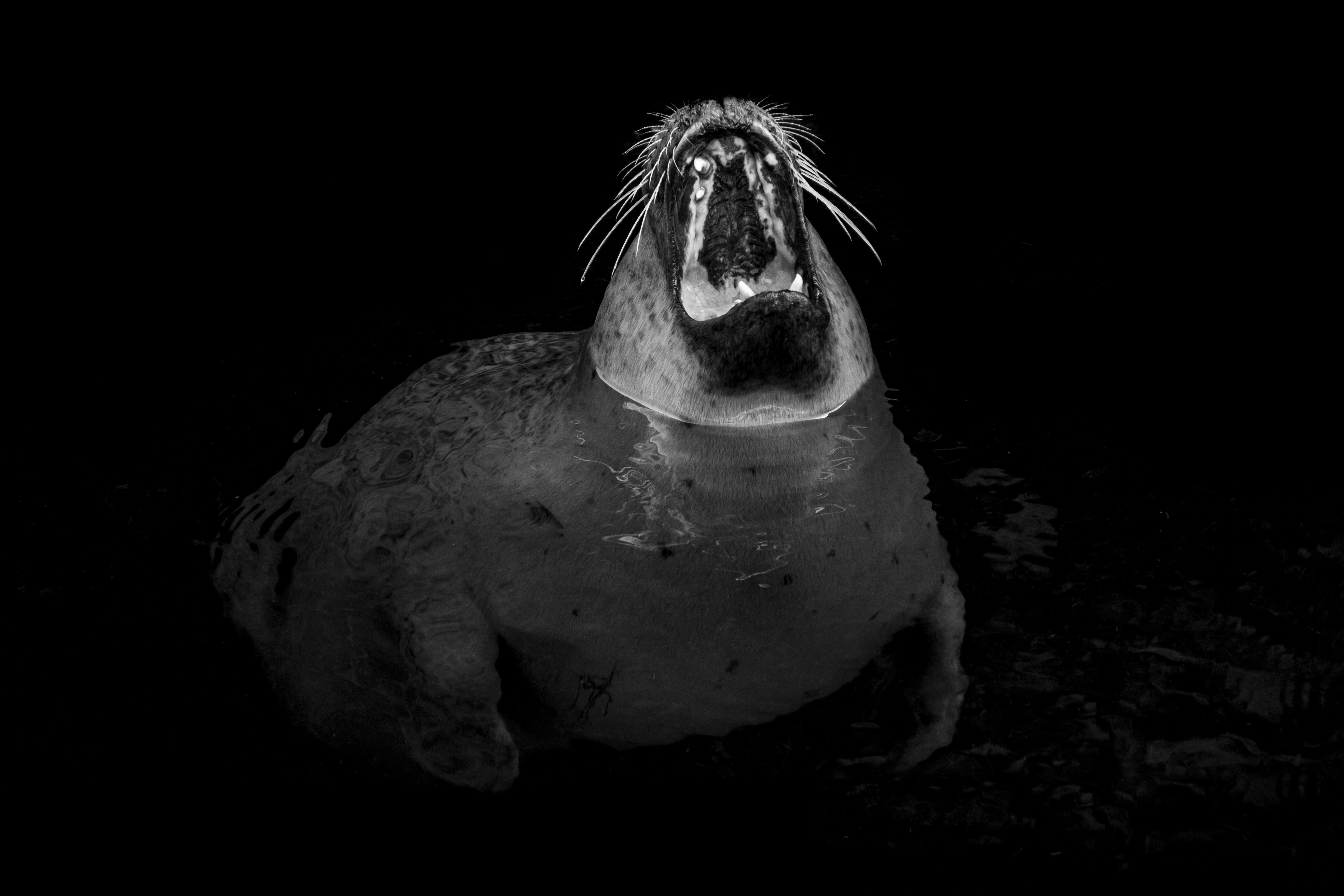 Detail Gambar Kaki Singa Laut Nomer 53