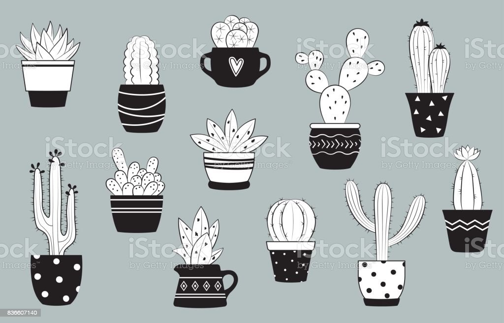 Detail Gambar Kaktus Hitam Putih Nomer 17