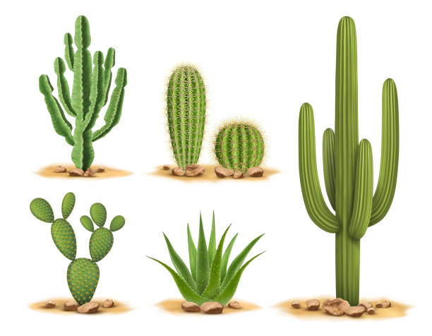 Detail Gambar Kaktus Simple Nomer 33