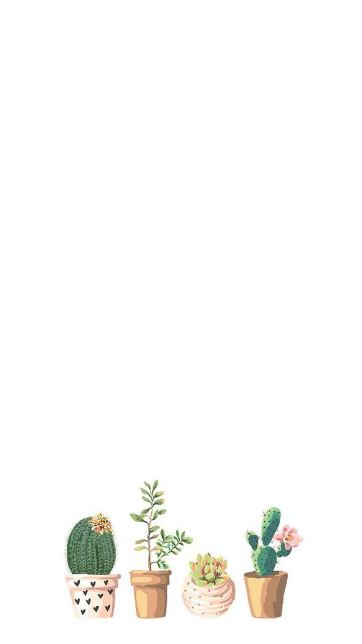 Detail Gambar Kaktus Wallpaper Nomer 3