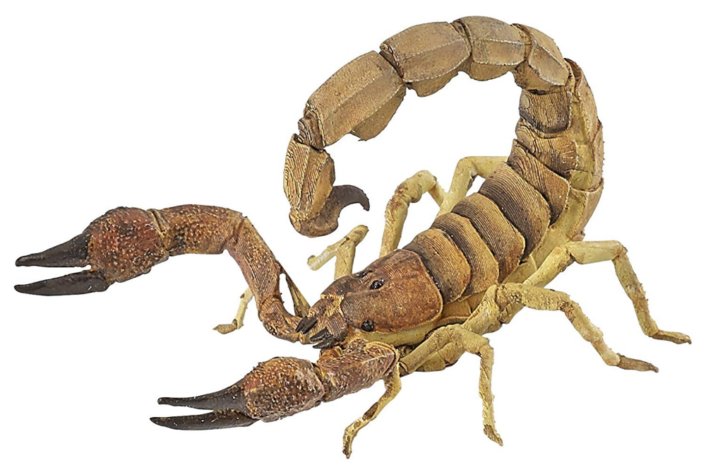 Detail Gambar Kalajengking Scorpio Nomer 34