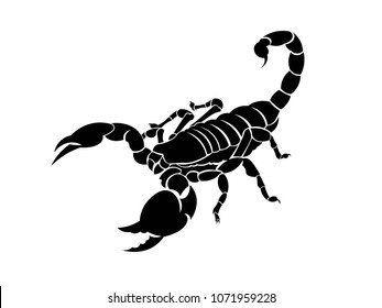 Detail Gambar Kalajengking Scorpio Nomer 4