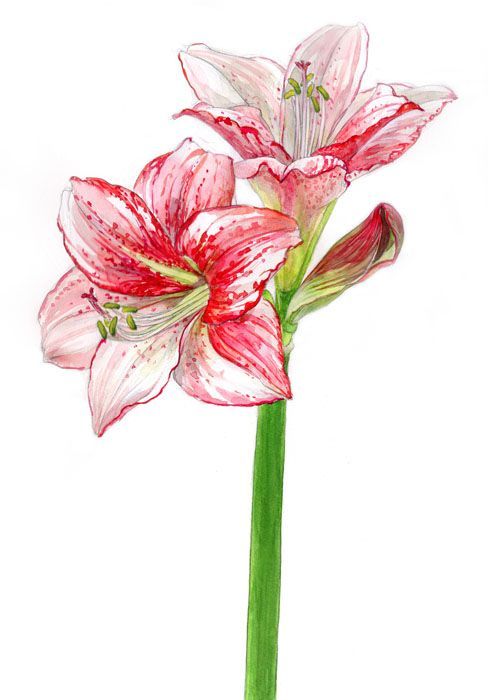 Amaryllis Aquarell - KibrisPDR