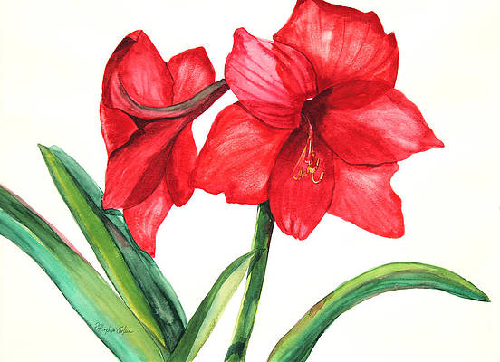 Detail Amaryllis Aquarell Nomer 12