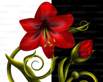 Detail Amaryllis Aquarell Nomer 15