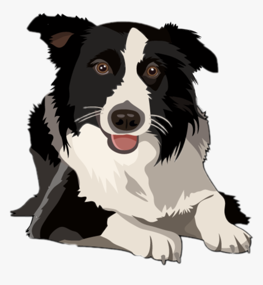 Border Collie Bilder - KibrisPDR