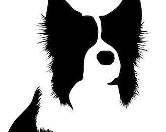 Detail Border Collie Bilder Nomer 10