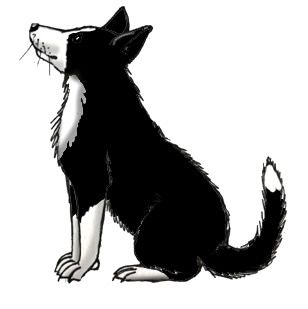 Detail Border Collie Bilder Nomer 11