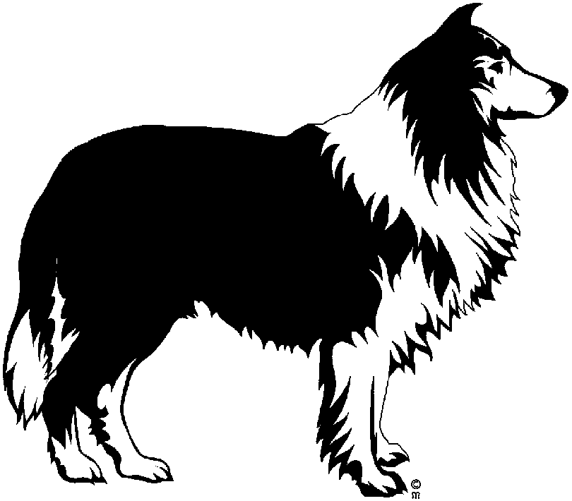 Detail Border Collie Bilder Nomer 15