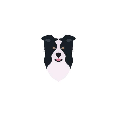 Detail Border Collie Bilder Nomer 18