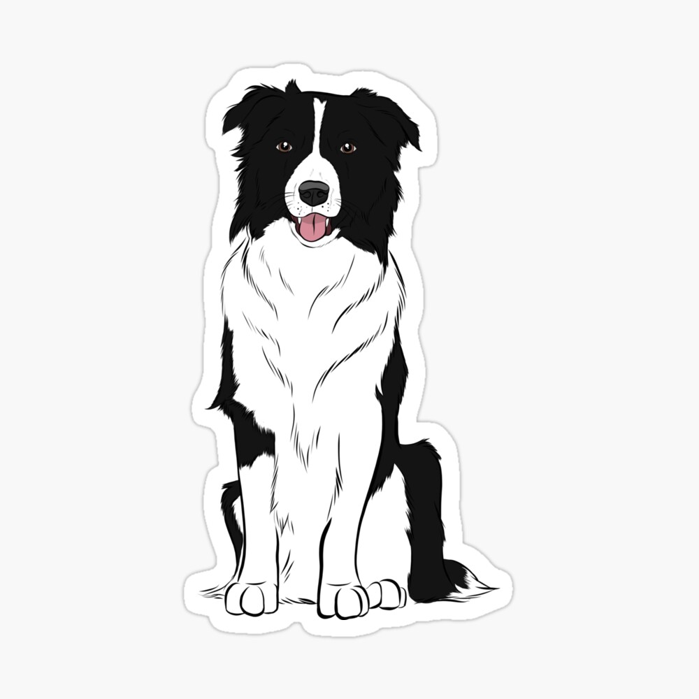 Detail Border Collie Bilder Nomer 4