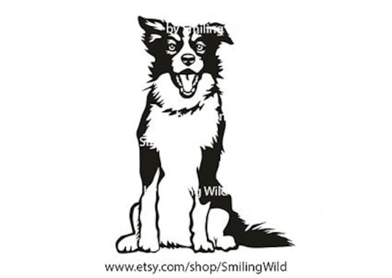 Detail Border Collie Bilder Nomer 5