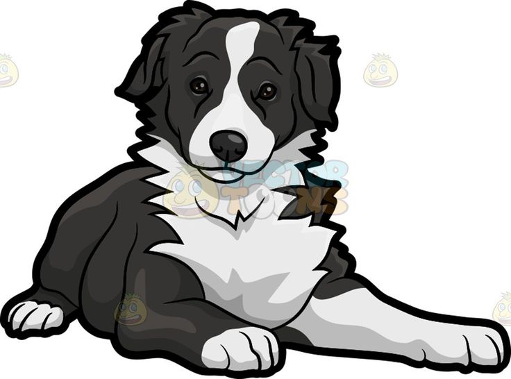 Detail Border Collie Bilder Nomer 6