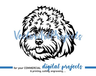Detail Cavapoo Or Maltipoo Nomer 12