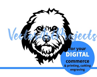 Detail Cavapoo Or Maltipoo Nomer 13
