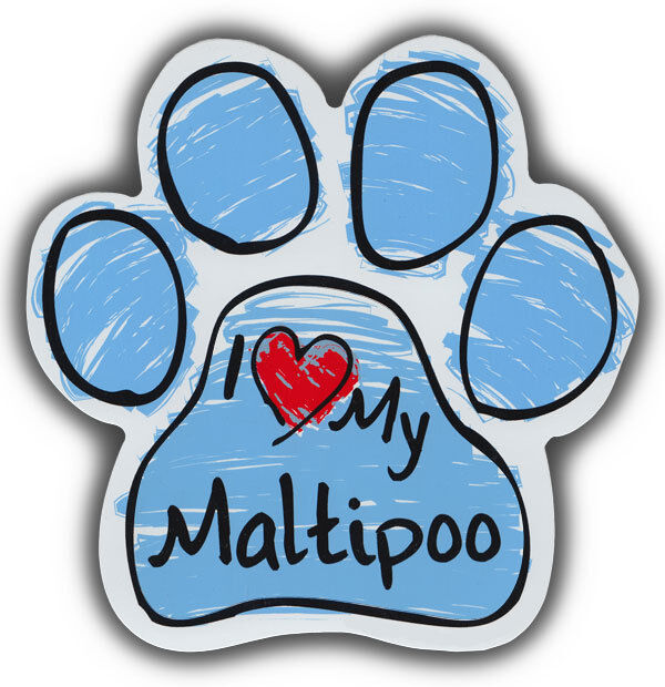Detail Cavapoo Or Maltipoo Nomer 15