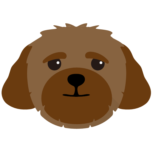 Detail Cavapoo Or Maltipoo Nomer 18