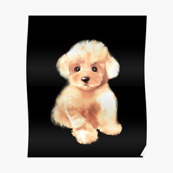 Detail Cavapoo Or Maltipoo Nomer 2