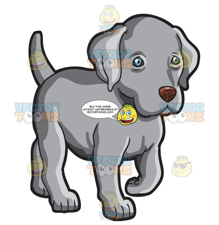 Detail Cavapoo Or Maltipoo Nomer 21