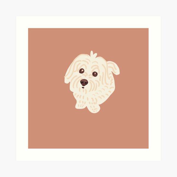 Detail Cavapoo Or Maltipoo Nomer 5