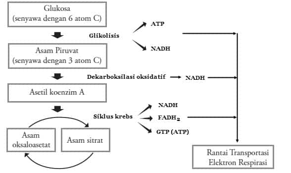 Detail Contoh Katabolisme Dan Anabolisme Nomer 15