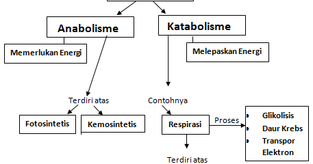 Detail Contoh Katabolisme Dan Anabolisme Nomer 18
