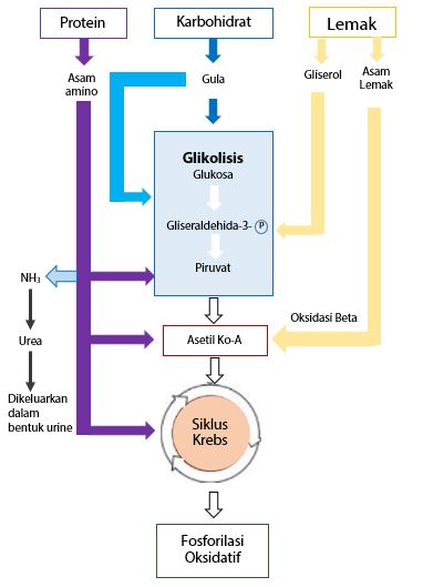 Detail Contoh Katabolisme Dan Anabolisme Nomer 28