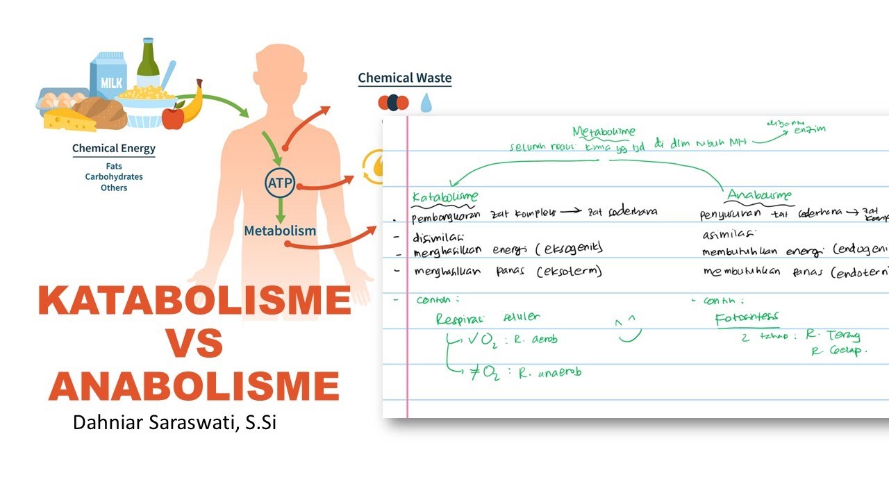 Detail Contoh Katabolisme Dan Anabolisme Nomer 36