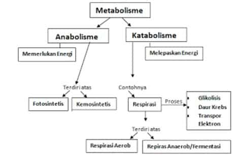 Detail Contoh Katabolisme Dan Anabolisme Nomer 40