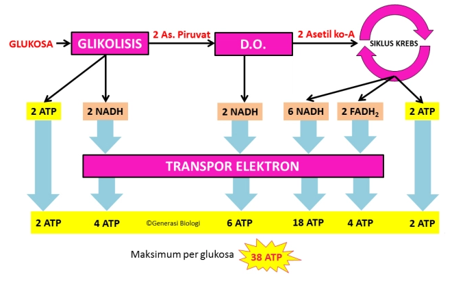 Detail Contoh Katabolisme Dan Anabolisme Nomer 45