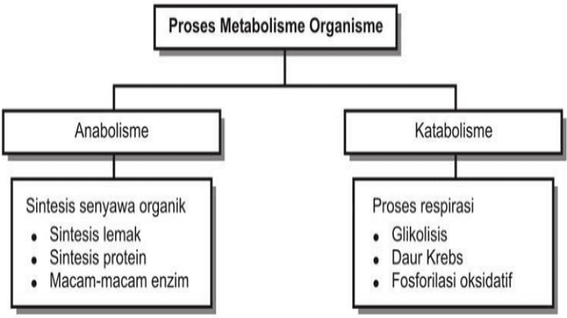 Detail Contoh Katabolisme Dan Anabolisme Nomer 54