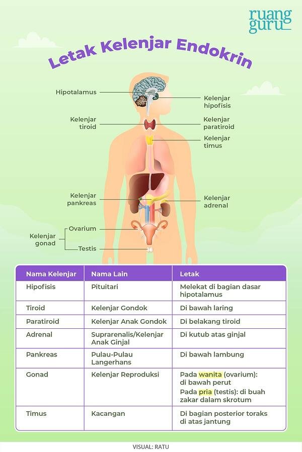 Contoh Kelenjar Endokrin - KibrisPDR