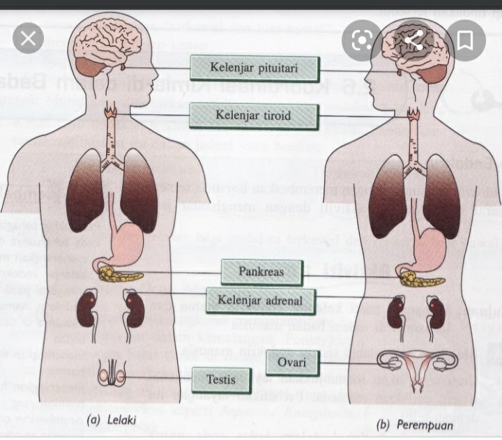 Detail Contoh Kelenjar Endokrin Nomer 17