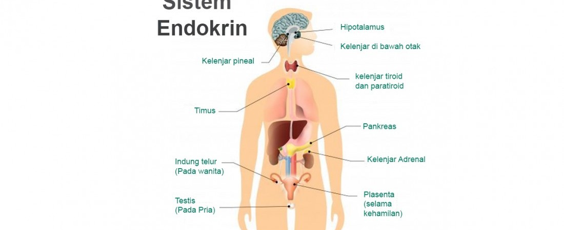 Detail Contoh Kelenjar Endokrin Nomer 3